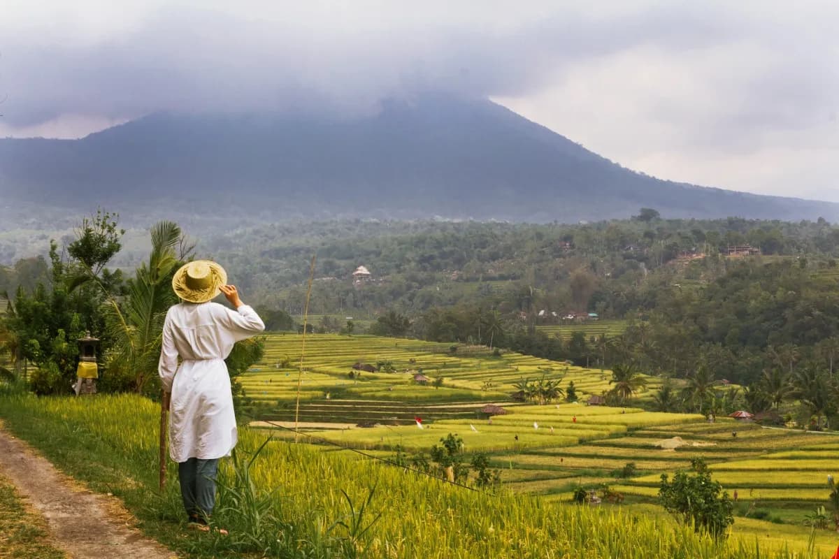 Hamparan sawah bertingkat dengan sistem Subak di Bali, menunjukkan irigasi tradisional yang mendunia.